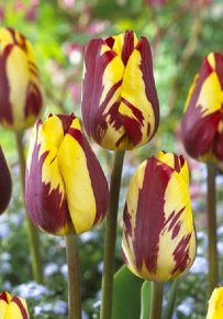 Тюльпан Хелмар (Tulipa Helmar), 10шт, Color Line