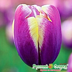 Тюльпан Атлантис (Tulipa Atlantis), 5шт, РО
