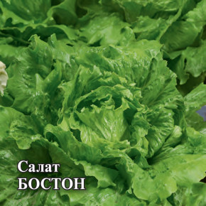 Семена Салат полукочанный Бостон, 50г, Гавриш, Фермерское подворье