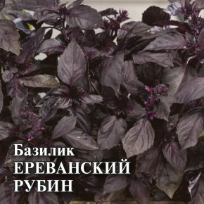 Семена Базилик Ереванский рубин, 10г, Гавриш, Фермерское подворье