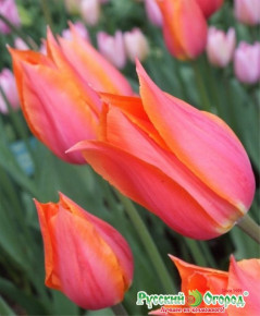 Тюльпан Биг Бразе (Tulipa Big Brother), 5шт, РО