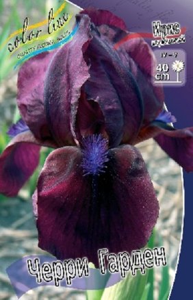 Ирис Черри Гарден (Iris Cherry Garden), 2шт, Color Line