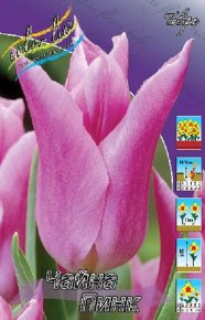 Тюльпан Чайна Пинк (Tulipa China Pink), 10шт, Color Line