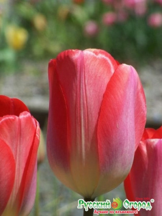 Тюльпан Биг Чиф (Tulipa Big Chief), 5шт, РО