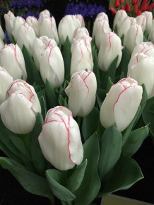 Тюльпан Бриллиантовый юбилей (Tulipa Diamond Jubilee), 5шт, РО