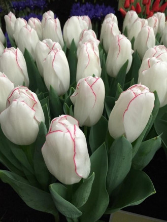 Тюльпан Бриллиантовый юбилей (Tulipa Diamond Jubilee), 5шт, РО