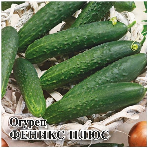 Огурец феникс плюс