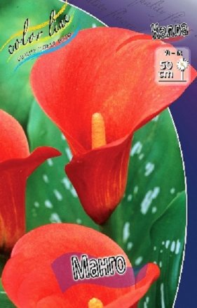 Калла Манго (Mango), 2шт, Color Line