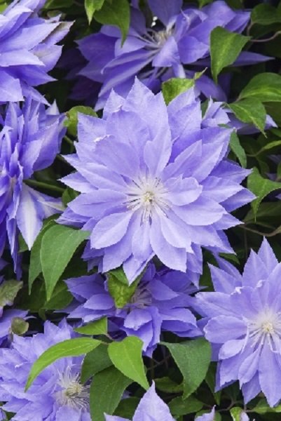 Клематис Денниз Дабл (Clematis Denny's Double) купить в Москве по низкой цене из