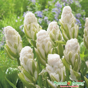 Тюльпан Бруклин (Tulipa Brooklyn), 6шт, РО