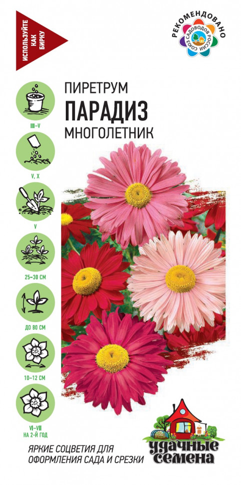 Цветы пиретрум Парадиз