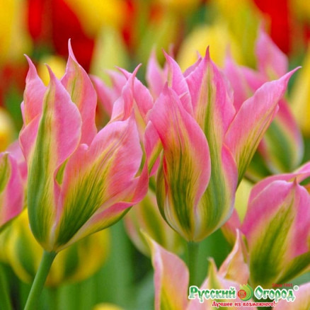 Тюльпан Виричик (Tulipa Virichic), 5шт, РО