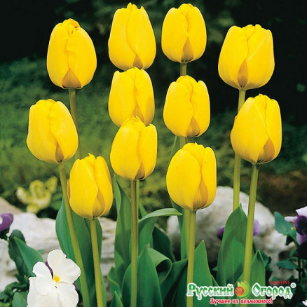 Тюльпан Голден Апельдорн (Tulipa Golden Apeldoorn), 10шт, РО