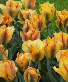 Тюльпан Голден Артист (Tulipa Golden Artist), 5шт, РО