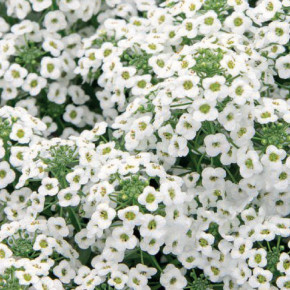 Семена Лобулярия Кристалл белый, 100шт, Гавриш, Цветы для профессионалов