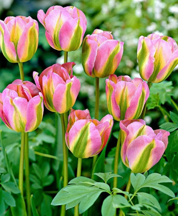 Тюльпан Гренланд (Tulipa Groenland), 4шт, РО