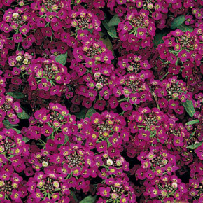 Семена Лобулярия Кристалл пурпурный, 100шт, Гавриш, Цветы для профессионалов