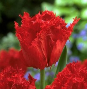 Тюльпан Калибра (Tulipa Calibra), 10шт, Color Line