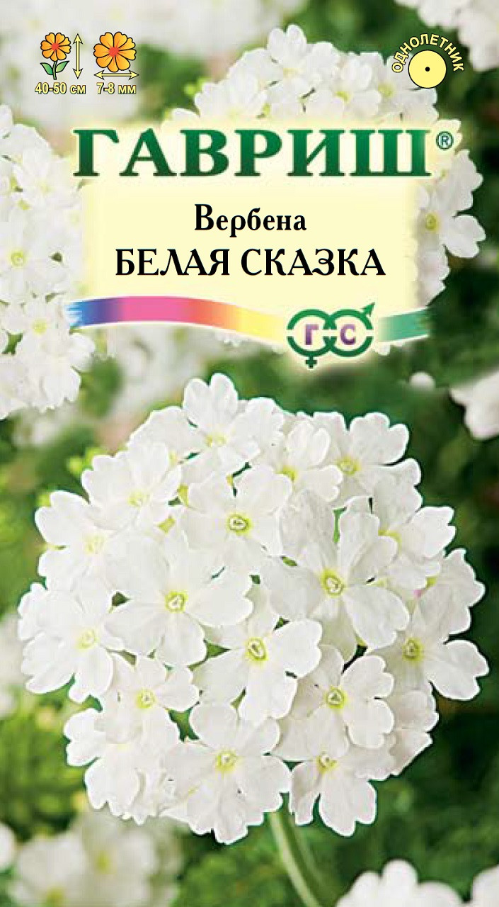 Вербена белая