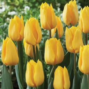 Тюльпан Йеллоу Флайт (Tulipa Yellow Flight), 5шт, РО