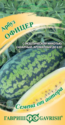 Семена Арбуз Офицер, 5шт, Гавриш, Семена от автора