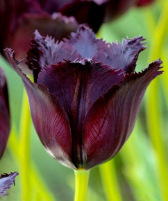 Тюльпан Винсент Ван Гог (Tulipa Vincent van Gogh), 5шт, РО