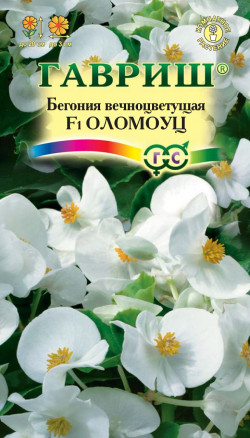 Семена Бегония вечноцветущая Оломоуц F1, 5шт, Гавриш, Цветочная коллекция