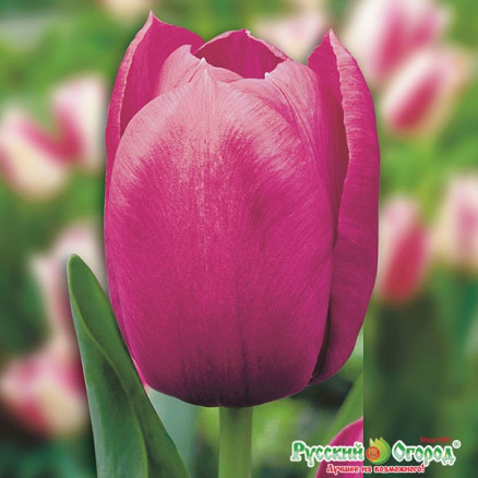 Тюльпан Гордость НК (Tulipa NC' Pride), 5шт, РО