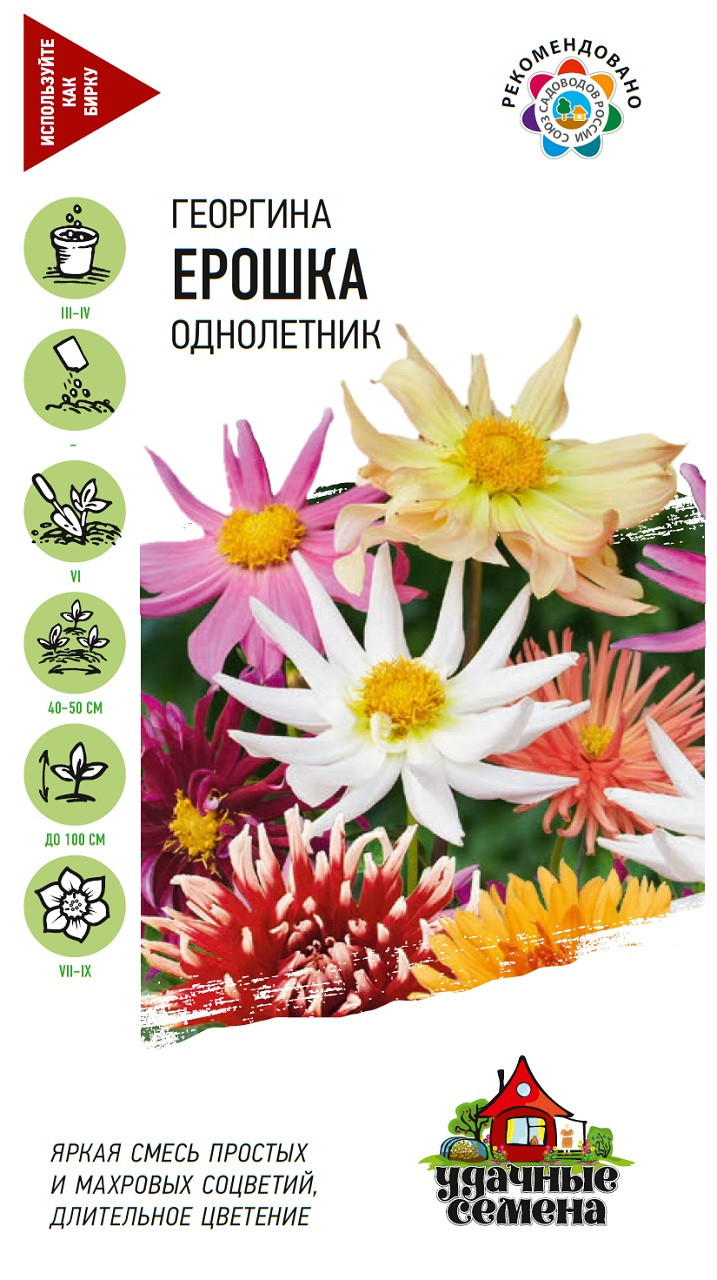 Георгины Ерошка