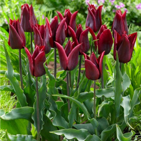 Тюльпан Длинная любовь (Tulipa Long Love), 7шт, РО