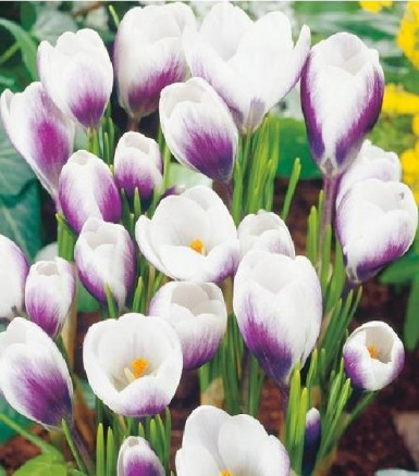 Крокус Принц Клаус (Crocus Prins Claus), 10шт, Color Line