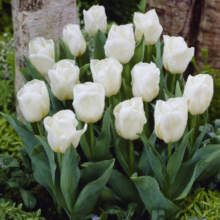Тюльпан Калгари (Tulipa Calgary), 5шт, РО