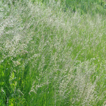 Семена Овсяница луговая Лихерольд, 0,5кг, Гавриш