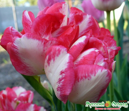 Тюльпан Картуш (Tulipa Cartouche), 5шт, РО