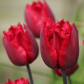 Тюльпан Ред Хэт (Tulipa Red Hat), 5шт, РО