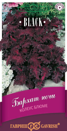 Семена Колеус Блюме Бархат ночи, 4шт, Гавриш, Black