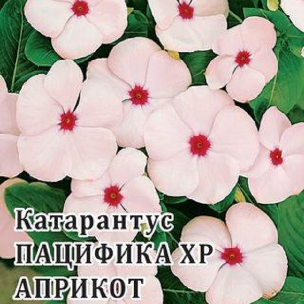 Вайлдберриз Купить Семена Катарантуса
