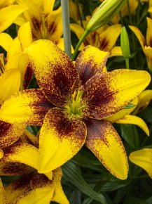 Лилия Йеллоу Браш (Lilium Yellow Brush), 10шт, Color Line