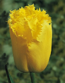 Тюльпан Майа (Tulipa Maja), 10шт, Color Line