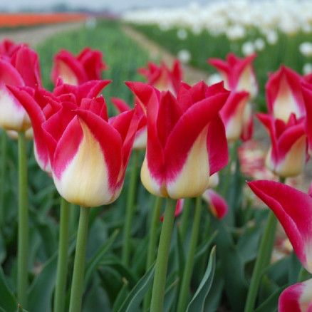 Тюльпан Романо(Tulipa Romano), 7шт, РО