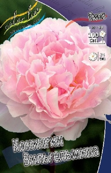 Пион Конингин Вильгельмина (Koningin Wilhelmina), 1шт, Color Line по ...