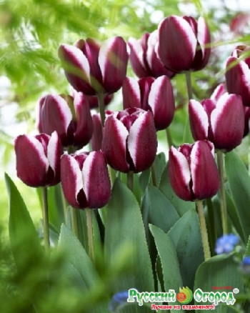 Тюльпан Фонтанеблау (Tulipa Fontainebleau), 4шт, РО