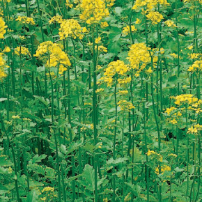 Семена Горчица белая Колла, 0,5кг, Гавриш Семена Горчица белая Колла, 0,5кг, Гавриш