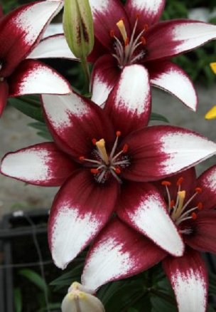 Лилия Кафе Нуар (Lilium Cafe Noir), 7шт, Color Line