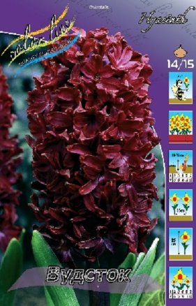 Гиацинт Вудсток (Hyacinth Woodstock), 5шт, Color Line