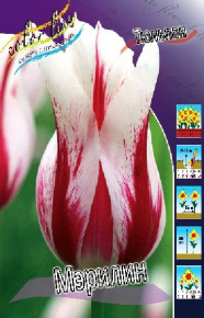 Тюльпан Мэрилин (Tulipa Marilyn), 10шт, Color Line