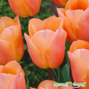 Тюльпан Эприкот Бьюти (Tulipa Apricot Beauty), 5шт, РО