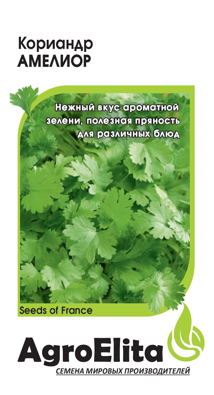 Семена Кинзы Купить