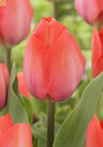 Тюльпан Орандж Ван Ейк (Tulipa Orange van Eyck), 10шт, Color Line