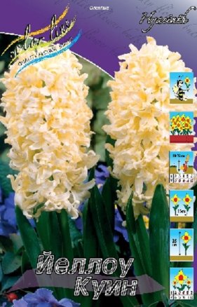 Гиацинт Йеллоу Куин (Hyacinth Yellow Queen), 5шт, Color Line